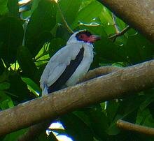 Masked Tityra Male